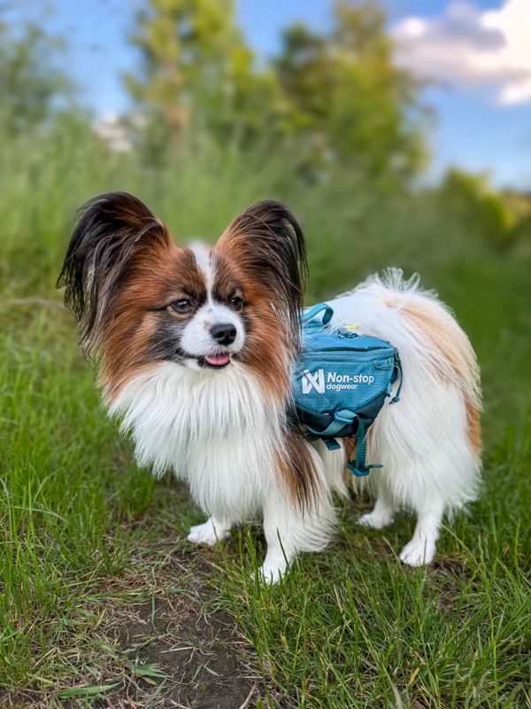 Trail quest dog backpack. S